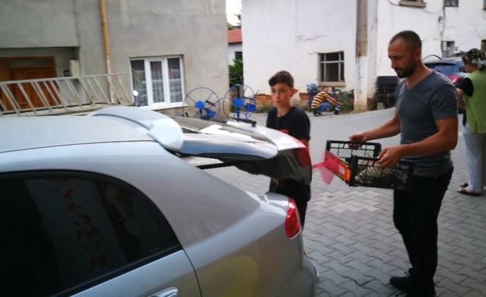  Pitpul Cinsi Köpeğin Saldırısına Uğrayan Hamile Sokak Kedisi Kurtarılamadı.