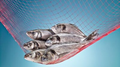 İhracatta 1 milyar dolara koşan Türk su ürünleri sektörü, 2023