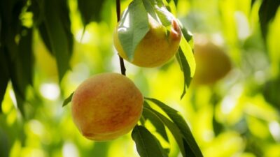  Rusya Federasyonu'na Şeftali İhracatinda Yüzde 40 Olan Analiz Sıklığı,