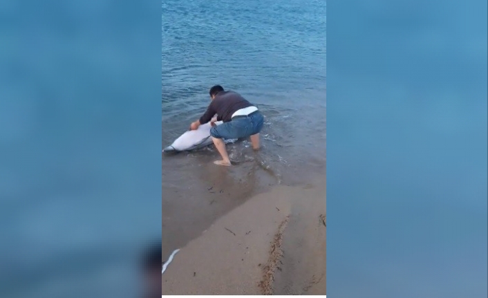  Çanakkale’nin Ezine İlçesine Bağlı Geyikli Beldesinde Sahile Vuran Bir