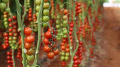 Bursa Ticaret Borsası Başkanı ve TOBB Yönetim Kurulu Üyesi Özer