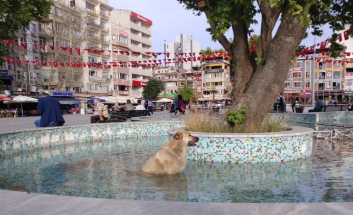 Balıkesir’in Bandırma ilçesinde son günlerde etkisini arttıran hava sıcaklığı nedeniyle,