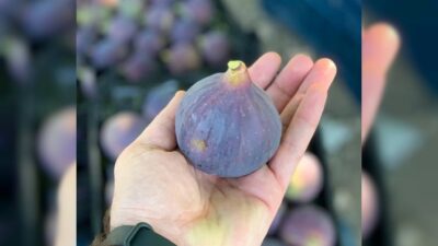  Bursa Büyükşehir Belediyesi Siyah İncir Alımına Başladı.