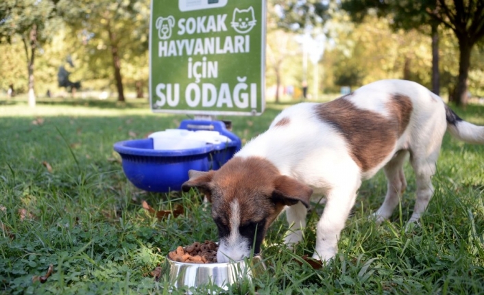  Osmangazi Belediyesi, Yaz Sıcaklarında Sokak Hayvanlarının Su İhtiyacini Karşılamak