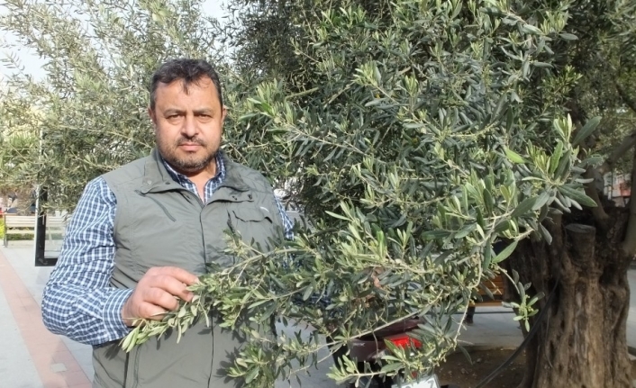 Türkiye’nin en önemli zeytin üretim merkezlerinden Balıkesir’in Burhaniye ilçesinde, geçtiğimiz