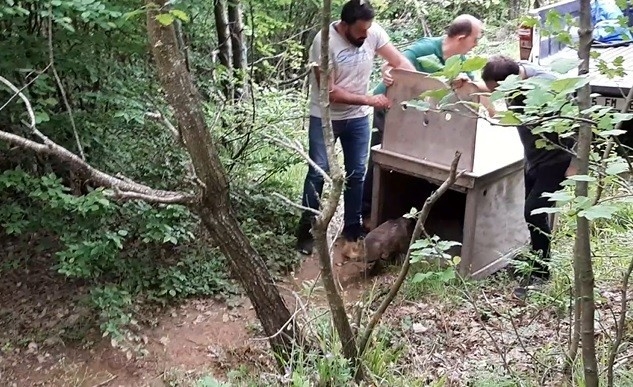 Bursa’nın Karacabey ilçesinde tedavisi tamamlanan tilki ormana salındı.
Celal Acar Yaban