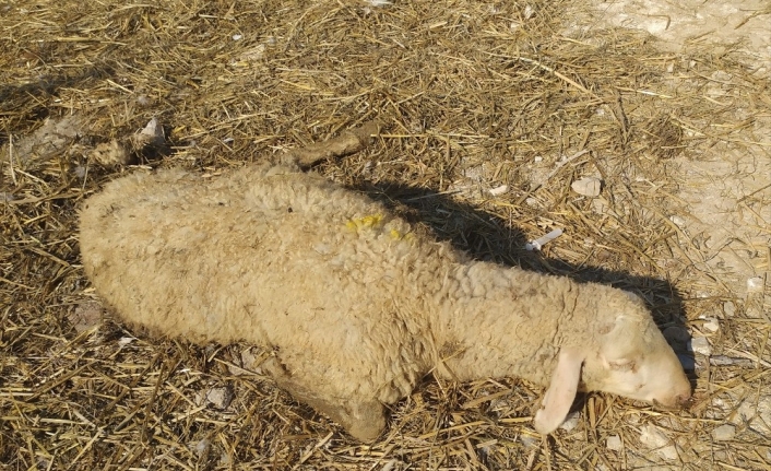  İzmir'in Bergama İlçesinde Veba Hastalığı Sebebiyle 28 Küçükbaş Hayvan