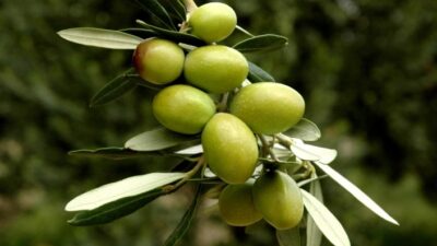 Türkiye, sofralık zeytin ihracatında 2018-19 sezonuna başarılı bir giriş yaptı.