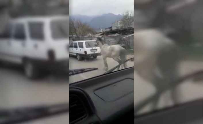 Bursa’da atını aracının arkasına bağlayıp ana yolda kilometrelerce koşturan vicdansız