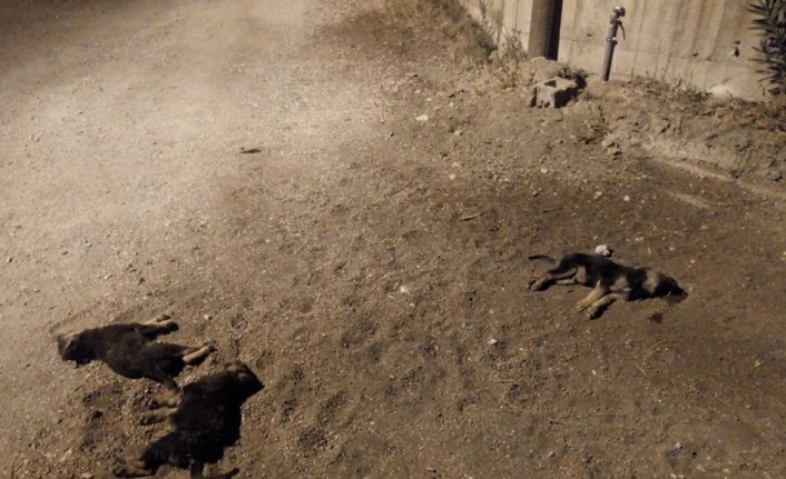 İzmir'de Bir Sürücünün Arabasıyla Yoldaki Yavru Köpekleri Ezerek Hiçbir Şey