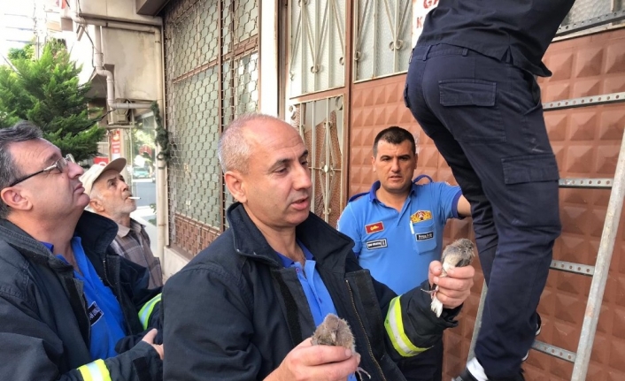  Hürriyet Mahallesi’ndeki Bir Evin Balkonunun Alt Köşesindeki Yuvalarından Yere