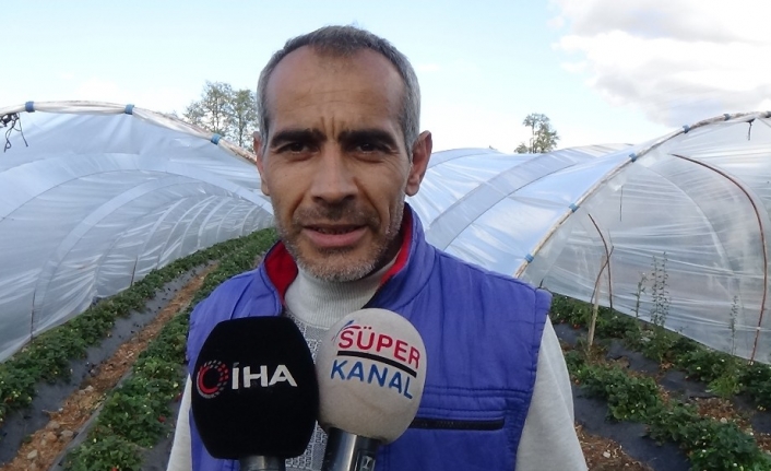  Kurşunlu Çileğinde Yılın Son Hasadı Başladı. Havaların İyi Gitmesi