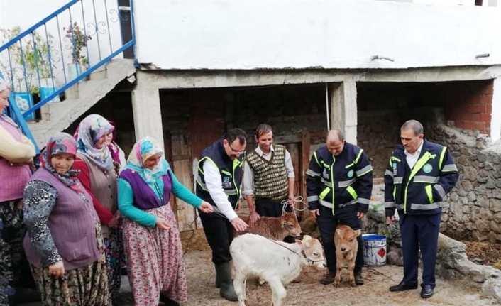  Balıkesir Büyükşehir Belediyesi, 'yerli Irk Hayvanların Verimini Artırma' Projesi