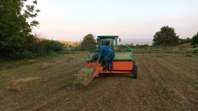 "Hayvancılığın olmazsa olmazları" arasında yer alan yonca otunun fiyatları altın