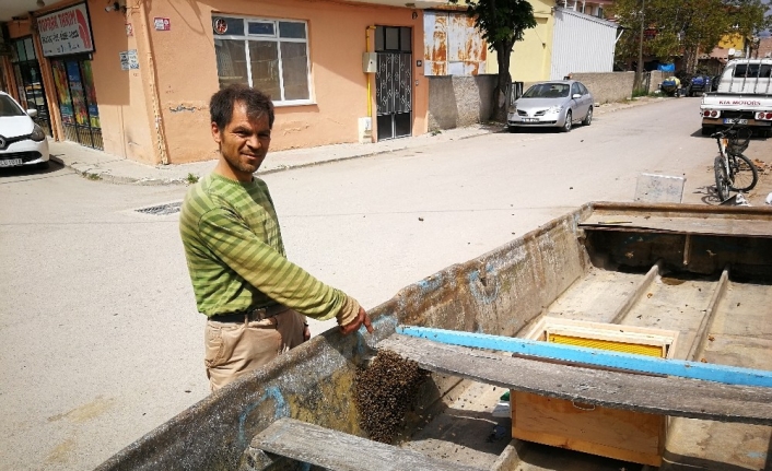 Bursa’nın İznik ilçesinde kovandan firar eden yüzlerce arı, tamirat için