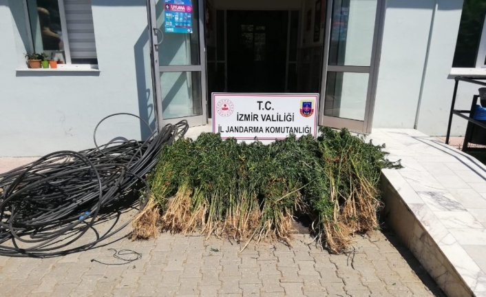  İzmir'in Beydağ İlçesinde 4 Bin 200 Kök Hint Keneviri