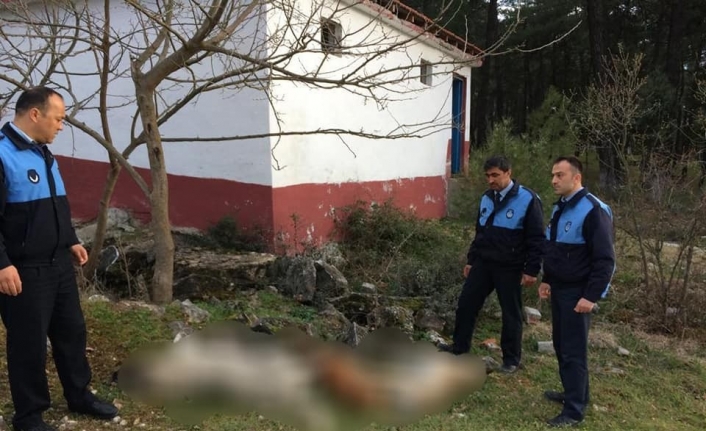 Bursa’nın Orhaneli ilçesinde ormanlık alana atılmış 3 köpeğin cansız bedeni