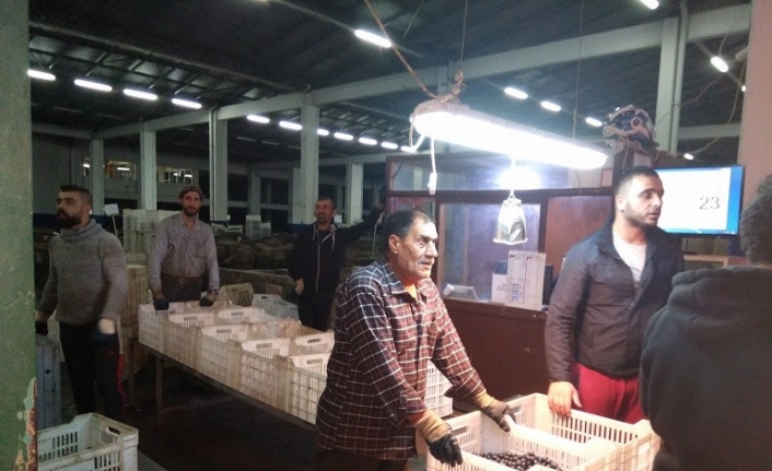  Erdek Zeytin Tarım Satış Kooperatifi, 25 Ekim’den Bugüne Kadar