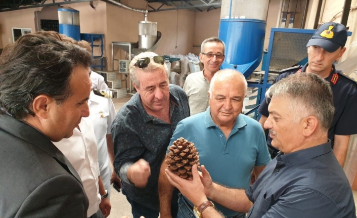  Balıkesir Valisi Ersin Yazıcı Ayvalık İlçesinde Çam Fıstığı Fabrikası