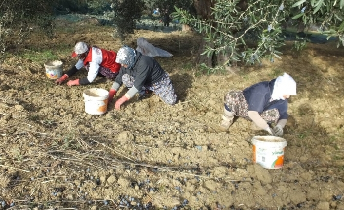  Zeytin Toplayan Kadınlar